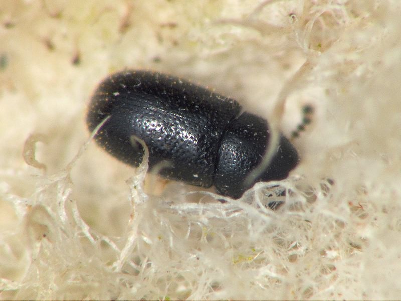 Sulcacis nitidus (Fabricius, 1792)